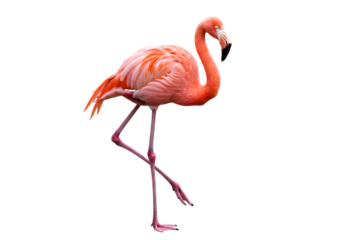 Graceful pink flamingo isolated against a deep black background standing elegantly in profile