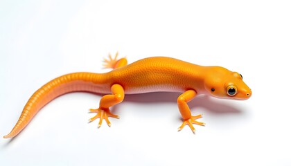 Fototapeta premium Exotischer Salamander mit leuchtenden Farben auf weißem Hintergrund 