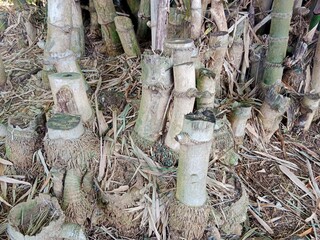 Several cut bamboo stalks surrounded by dry leaves and soil, showing rough textures and natural...