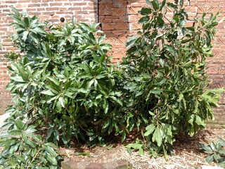 Two lush mango trees with shiny green leaves grow near a red brick wall under bright sunlight