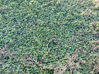 Top-down view shows a dense ground cover of small, oval green leaves, with some reddish-brown stems...