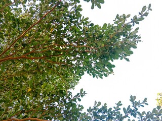Fototapeta premium Low-angle shot captures vibrant green leaves and brown branches of a tree against a bright, clear sky, filling the upper frame
