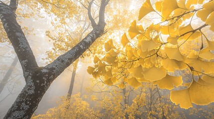 Peaceful garden scene with golden ginkgo trees basking in soft sunlight filtering through branches