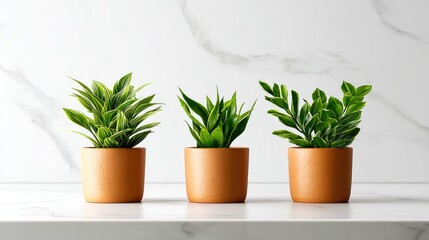 Obraz premium Three potted plants on a marble surface.