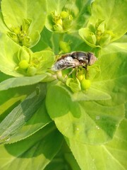 Eristalinus aeneus or lagoon fly collect nectar or pollen from the flower of euphorbia helioscopia