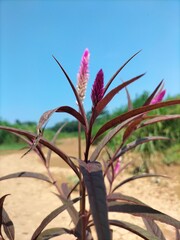 palm tree on the beach