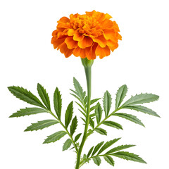 marigold flower stalk with leaves on transparent background
