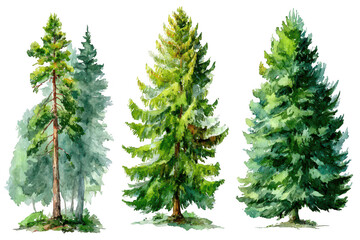 Watercolor Forest Trees Illustration (11)