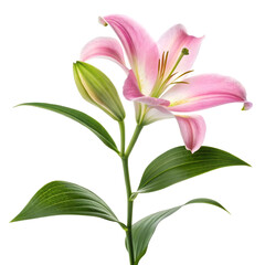 Obraz premium pink lily flower stalk with leaves on transparent background