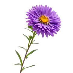 Purple Aster Flowers Branch on transparent background