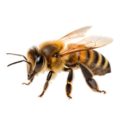 honey bee walking isolated on transparent background