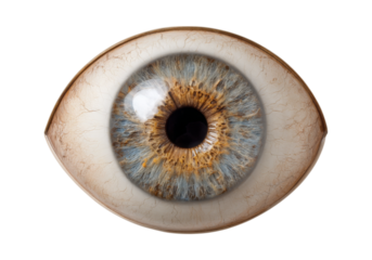 Close up detailed view of a human eye iris sclera, On Transparent Background, Png Image