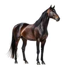 Obraz premium A powerful bay horse isolated on transparent background