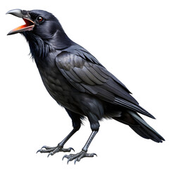 Fototapeta premium black crow are making weird noises isolated on transparent background 