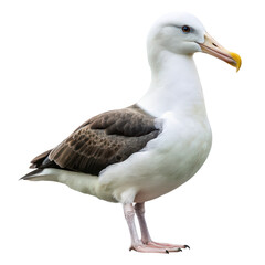 Obraz premium albatross png seabird png large winged bird png ocean glider bird png transparent background image