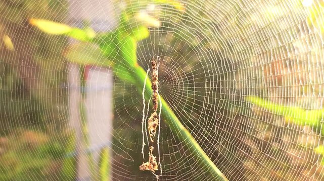 Spooky spider sits on its delicate web. danger, and the mysterious nature of this venomous arachnid&mdash;an ideal graphic for party decorations, tattoos, or holiday art celebrating October&rsquo;s eerie charm