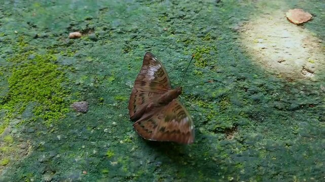 4K shot video a black brown butterfly on green mossy floor, behind the house