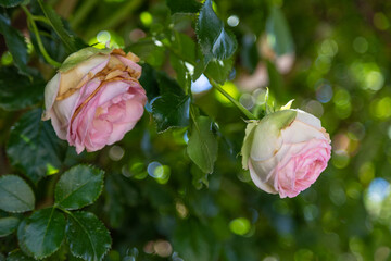 Two pink and white roses blooming in garden, one starts withering
