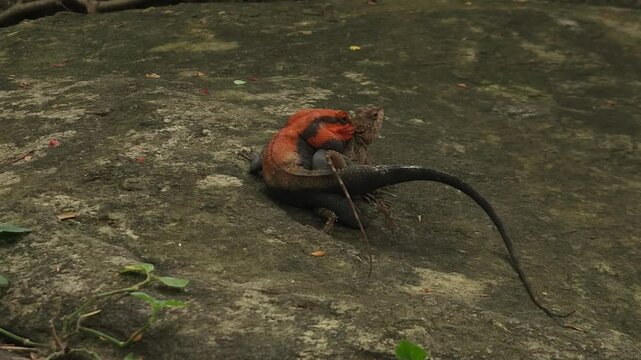 Rare 4k video of two male and female agama lizards mating in natural habitat among the trees in the forest, Animal having sex, Animals wildlife documentary film footage love cinematic animal nature.