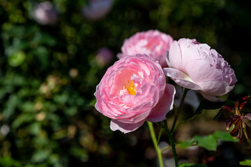 Pink roses blooming in garden in front of a blurred background