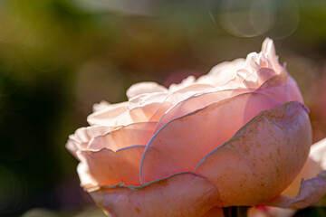 Delicate pink rose blooming in soft sunlight (close-up)