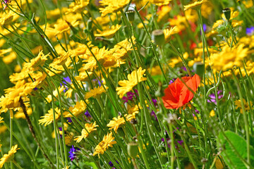 the golden marguerite with a single poppy flower