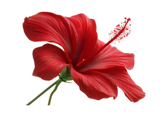 Fototapeta premium Vibrant red hibiscus flower isolated on black background, On Transparent Background, Png Image