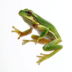 Obraz premium Green Tree Frog on White Background Detailed Close Up