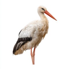 Obraz premium White Stork on White Background Detailed Profile View of a Bird