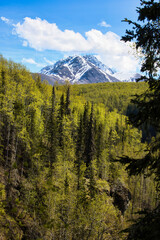 Mountain behind green trees in Chugach State Park