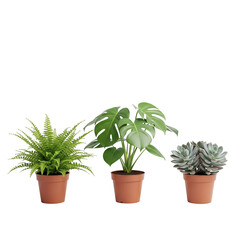 Plants in 3d rendering. Beautiful plant in 3d rendering isolated