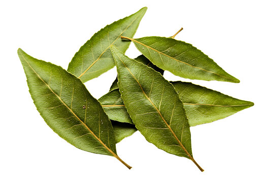 Dried bay leaves pile close up transparent  background