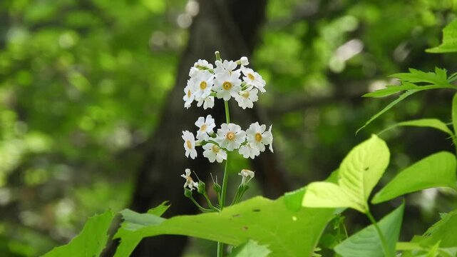 [4K] Close-up Botanical Video of White Primula japonica (Kurinsou) Blooming Quietly on the Deep Mountain Forest Floor  【4K】深山の林床にひっそりと咲く白い花：クリンソウ（九輪草）のボタニカルクローズアップ動画 撮影日：20250613-4