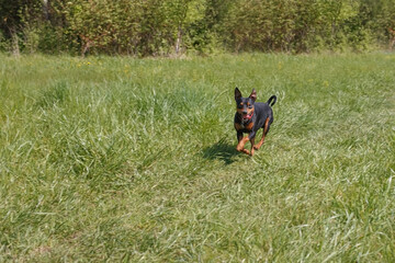 Dog. Cute dwarf pinscher runs across the lawn. Pet.