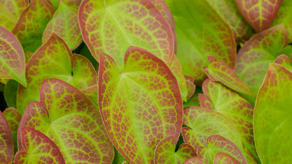 Goryanka. Landscape. An herbaceous plant of the Barberry family. Gardening.