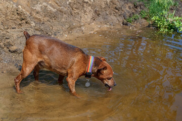 Dog. The Zwergpinscher. A purebred dog drinks water from a pond. Pets.