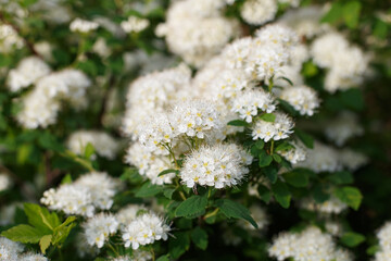 Spiraea. A genus of ornamental deciduous shrubs of the Rosaceae family. Meadowsweet. Nature.