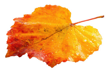 Autumn leaf, wet, close-up