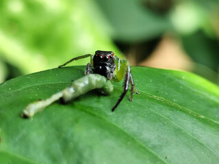 Green Jumping Spider, scientifically known as Mopsus mormon. This is a spider with red eyes commonly found on green leaves.