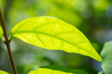 Natural plant green leaf in garden with bokeh background