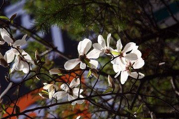 Magnolia blossom and buds in spring - Korean Magnolia flower closeup
