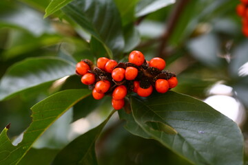 Magnolia blossom and buds in spring - Korean Magnolia flower closeup
