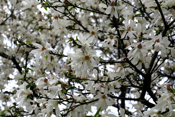 Magnolia blossom and buds in spring - Korean Magnolia flower closeup
