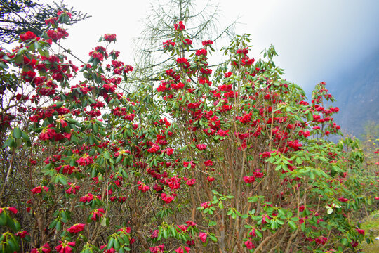 The rhododendron is the national flower of Nepal. In the Himalayan region like Uttarakhand and Sikkim, rhododendrons are commonly known as Burans or Lal Gurans, in Nepal it is known as Lali Gurans.