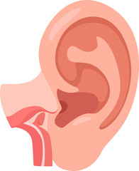 ear