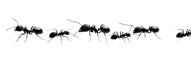 Black ants in a row isolated on transparent background