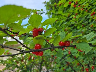 Un árbol con cerezas coreanas rojas abiertas.