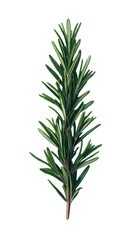 Obraz premium Rosemary sprig isolated on transparent background. generative ai