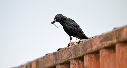 Star // Common starling (Sturnus vulgaris)