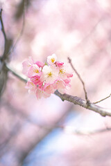 ピンクの桜